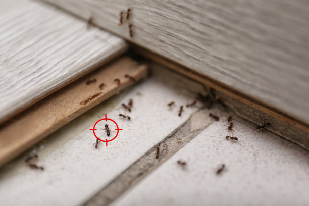 Best Local Pest Control Services  in Meeker, OK