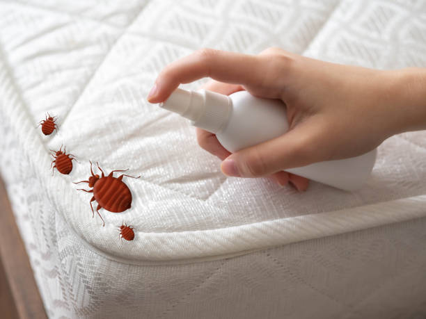 Best Bed Bug Extermination  in Meeker, OK